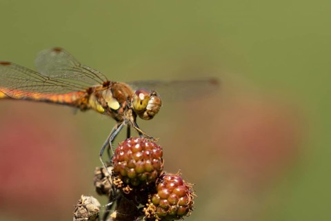 Common darter dragonfly (Sympetrum striolatum) adult insect resting on blackberries fruit in the