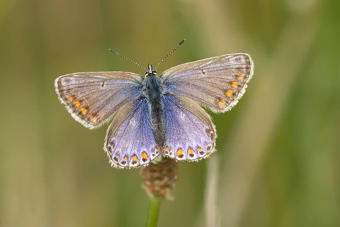 Common blue butterfly (Polyommatus icarus) adult insect resting on a grass stem in the summer,