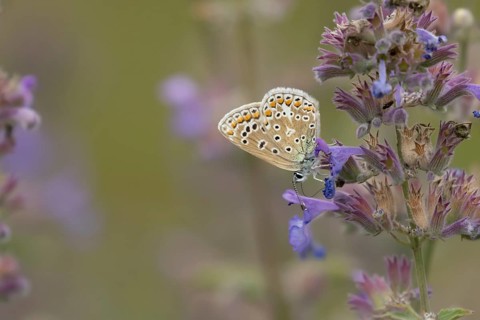 Common blue butterfly (Polyommatus icarus) adult insect feeding on garden Catmint flowers in the