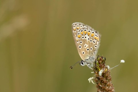 Common blue butterfly (Polyommatus icarus) adult insect resting on a Ribwort plantain flower in the