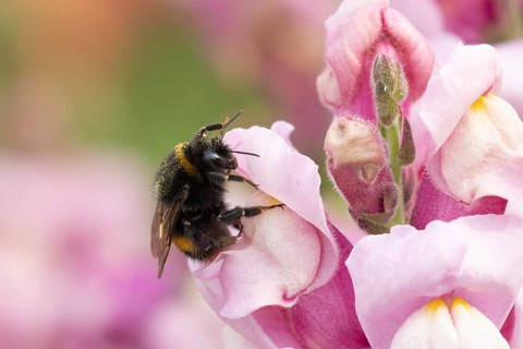 Buff tailed bumble bee (Bombus terrestris) adult insect feeding on garden Snapdragon flowers in the
