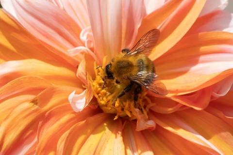 Common carder bumble bee (Bombus pascuorum) adult insect feeding on a garden Dahlia flower in the