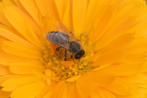 Honey bee (Apis mellifera) adult insect feeding on an orange garden pot marigold flower in the