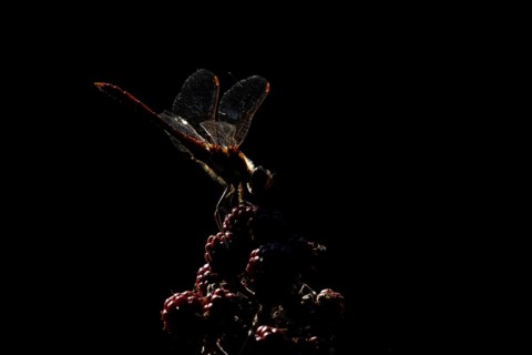 Common darter dragonfly (Sympetrum striolatum) adult insect backlit resting on blackberry fruits in