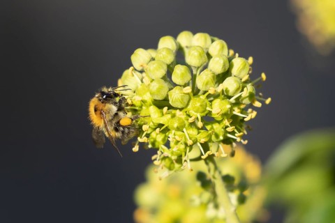 Common carder bumble bee (Bombus pascuorum) adult insect feeding on Ivy flowers in the summer,