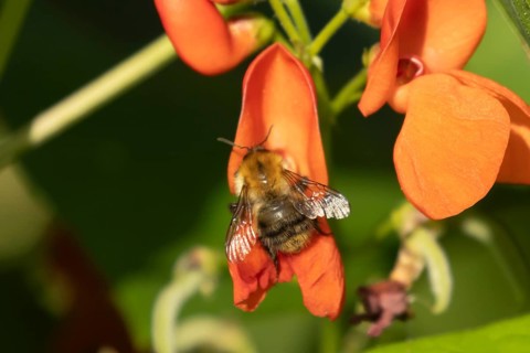 Common carder bumble bee (Bombus pascuorum) adult insect feeding on runner bean garden vegetable