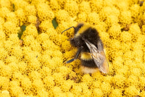 Buff tailed bumble bee (Bombus terrestris) adult insect feeding on yellow garden flowers in the