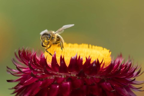 Honey bee (Apis mellifera) adult insect feeding on a garden Strawflower flower in the summer,