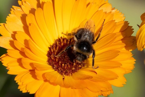 Buff tailed bumble bee (Bombus terrestris) adult insect feeding on an orange garden pot marigold