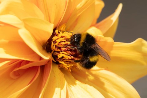 Buff tailed bumble bee (Bombus terrestris) adult insect feeding on a garden Dahlia flower in the