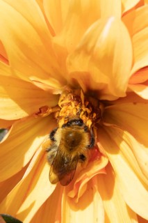 Common carder bumble bee (Bombus pascuorum) adult insect feeding on a garden Dahlia flower in the