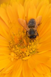 Honey bee (Apis mellifera) adult insect feeding on an orange garden pot marigold flower in the