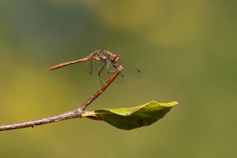 Common darter dragonfly (Sympetrum striolatum) adult insect resting on a tree branch in the summer,