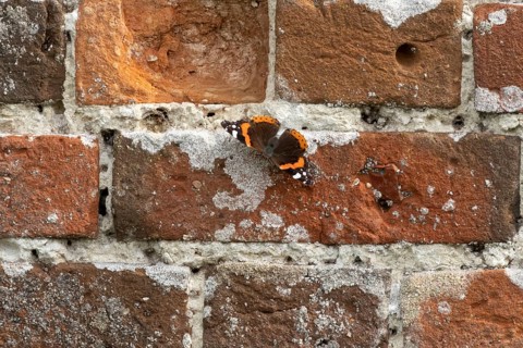 Red admiral butterfly (Vanessa atalanta) adult insect on a garden brick wall in the summer,