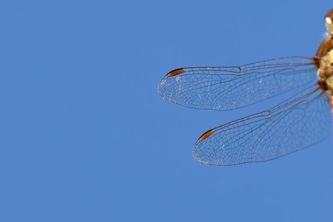 Common darter dragonfly (Sympetrum striolatum) adult insect close up of one pair of wings in the