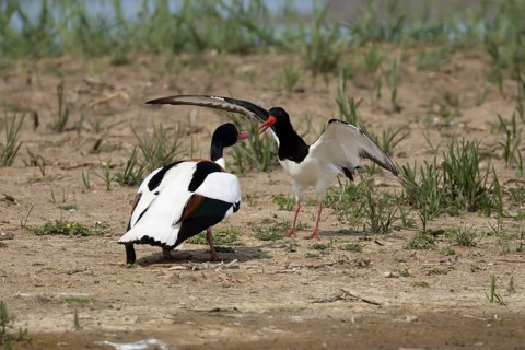Eurasian oystercatcher (Haematopus ostralegus) adult wading bird fighting with a Shelduck (Tadorna