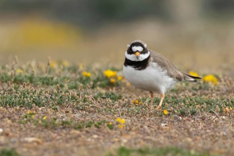Ringed plover (Charadrius hiaticula) adult wading bird on a shingle dune in summer, England, United