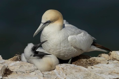 Northern gannet (Morus bassanus) adult parent bird and juvenile baby chick seabirds on a nest on a