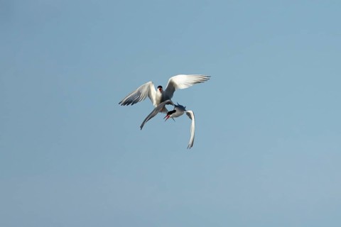 Common tern (Sterna hirundo) two adult birds displaying in flight in summer, England, United