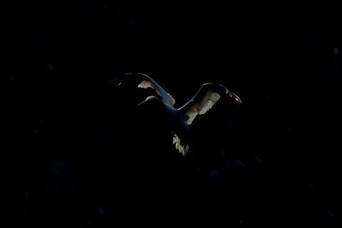 Northern gannet (Morus bassanus) adult seabird flying backlit against a coastal cliff top in