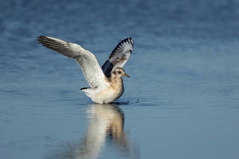 Black headed gull (Chroicocephalus ridibundus) juvenile baby chick stretching its wings in shallow