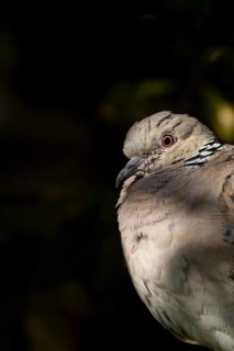 Turtle dove (Streptopelia turtur) adult bird head portrait, England, United Kingdom