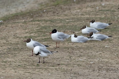 Mediterranean gull (Ichthyaetus melanocephalus) adult bird and Black headed gulls (Chroicocephalus