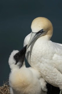 Northern gannet (Morus bassanus) adult parent bird and juvenile baby chick seabirds on a nest on a