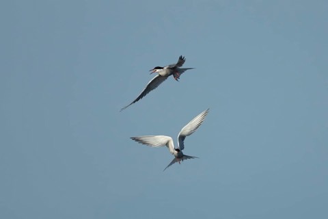 Common tern (Sterna hirundo) two adult birds in flight in summer, England, United Kingdom
