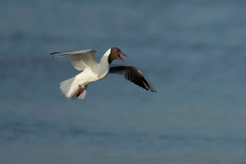 Black headed gull (Chroicocephalus ridibundus) adult flying over water in the summer, England,