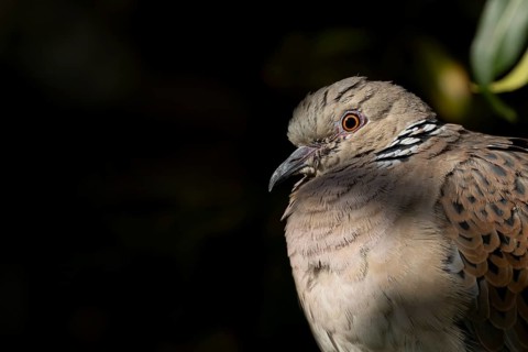 Turtle dove (Streptopelia turtur) adult bird head portrait, England, United Kingdom