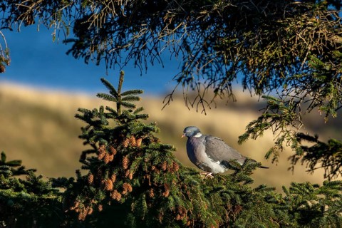 A wood pigeon (Columba palumbus) sits in the evening sun on the branch of a spruce tree, the North