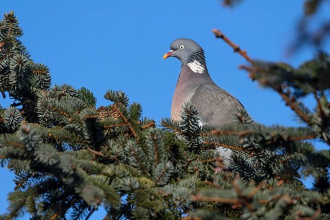 As the wood pigeon (Columba palumbus) has many predators, it must always be very vigilant, Germany