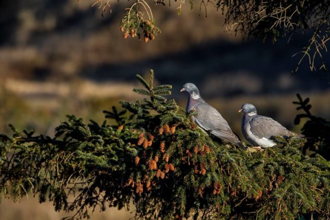A pair of wood pigeons (Columba palumbus) sitting in the evening sun on the branch of a spruce