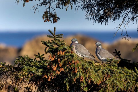 A pair of wood pigeons (Columba palumbus) sitting in the evening sun on the branch of a spruce