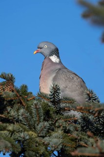 The gaze of the wood pigeon (Columba palumbus) signals maximum vigilance, Germany