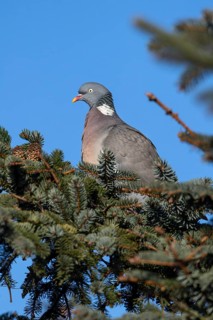 Wood pigeon (Columba palumbus) sitting on the branch of a spruce tree, Germany