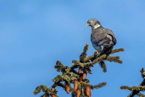 The wood pigeon (Columba palumbus) watches the goings-on below with interest, Germany
