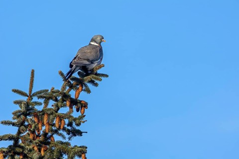 Wood pigeons (Columba palumbus) love elevated perches to observe their surroundings, Germany