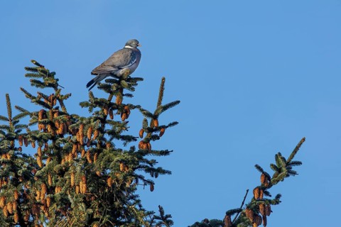 A wood pigeon (Columba palumbus) sitting relaxed on a spruce branch, Germany