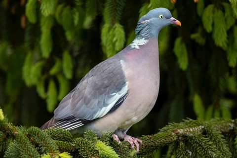 After a short period of securing, the wood pigeon (Columba palumbus) disappears into the dense