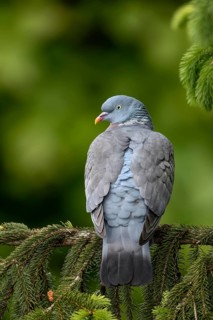 While a wood pigeon (Columba palumbus) sits brooding on the nest, its mate often rests on a tree