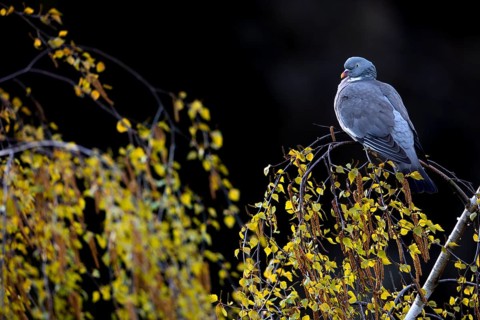 Wood pigeon (Columba palumbus) resting on a birch tree, Germany