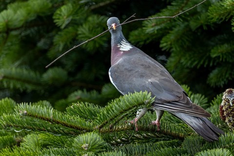 With nesting material in its beak, the wood pigeon (Columba palumbus) secures in all directions,