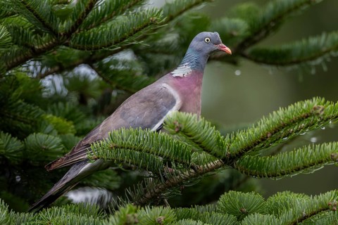 A wood pigeon (Columba palumbus) observes its surroundings attentively, as they have many