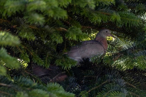 The young wood pigeon (Columba palumbus) waits patiently at the nest for its parents, in a few days