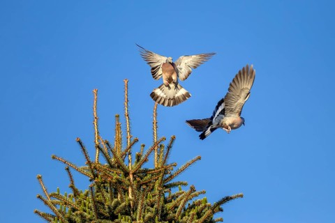 When wood pigeons (Columba palumbus) fight for a breeding place, they are not squeamish with each