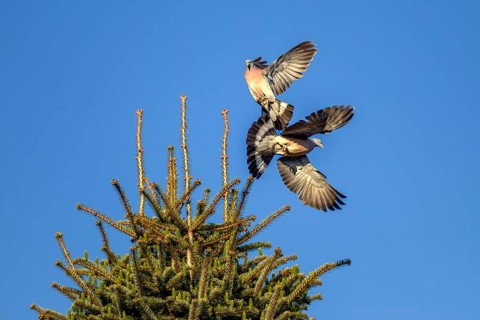 Two wood pigeons (Columba palumbus) fighting vehemently for a breeding place, dispute, argument,