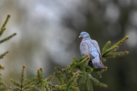 Close to the nest, wood pigeons (Columba palumbus) like to perch on exposed perches and observe