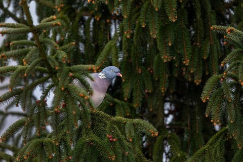 A wood pigeon (Columba palumbus) looking for a suitable nesting site in a spruce tree, Germany